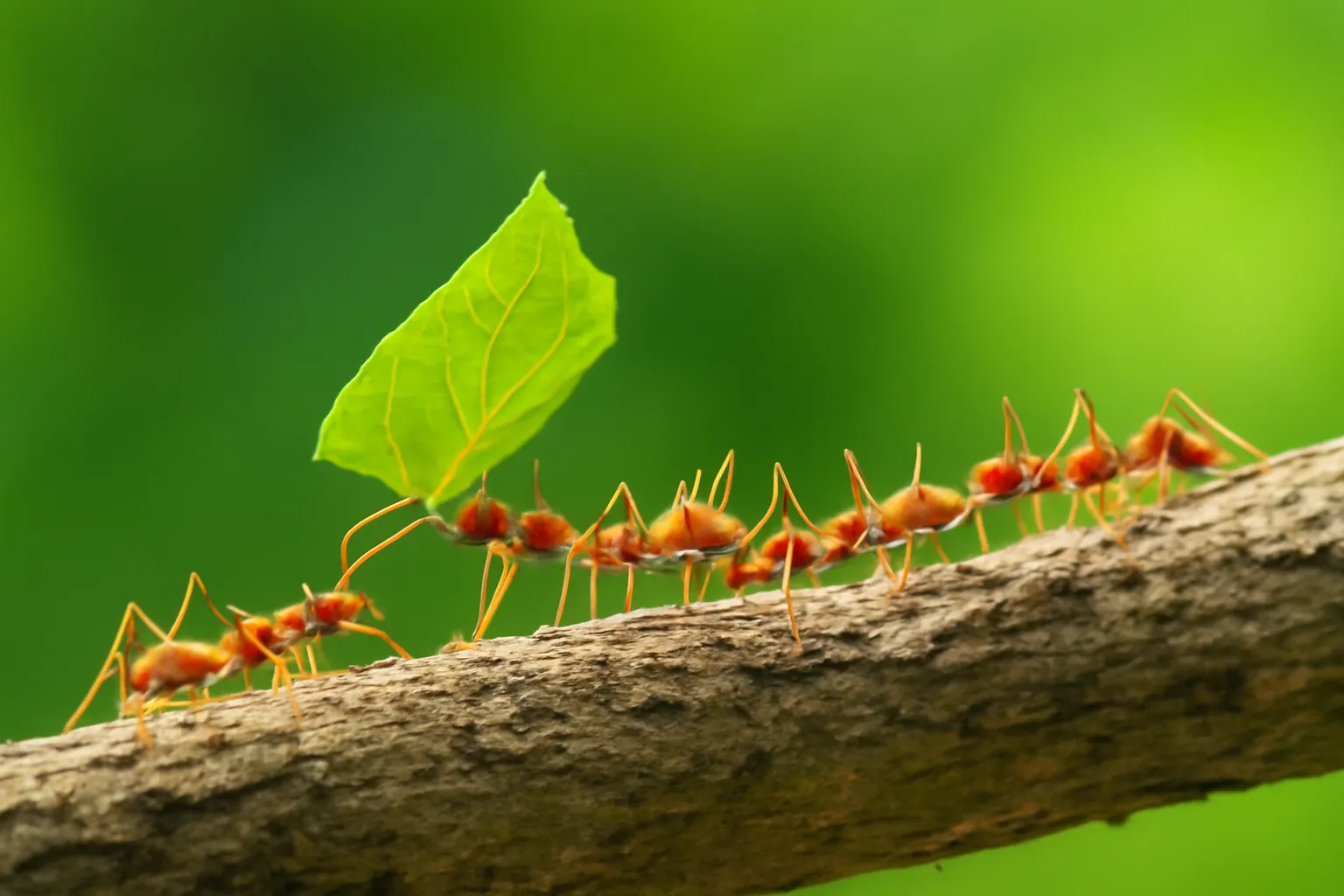 Sinh học tiến hoá